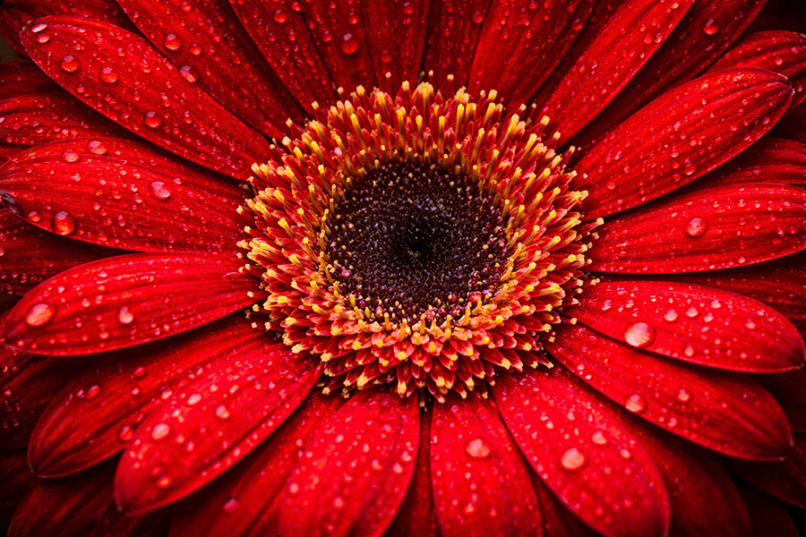 Röd gerbera i närbild som romantiskt digitalt kärlekskort