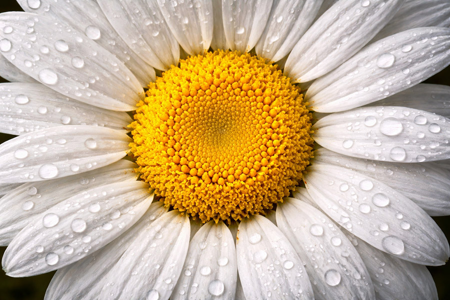 Prästkrage i närbild som symbol för kärlek och omtanke