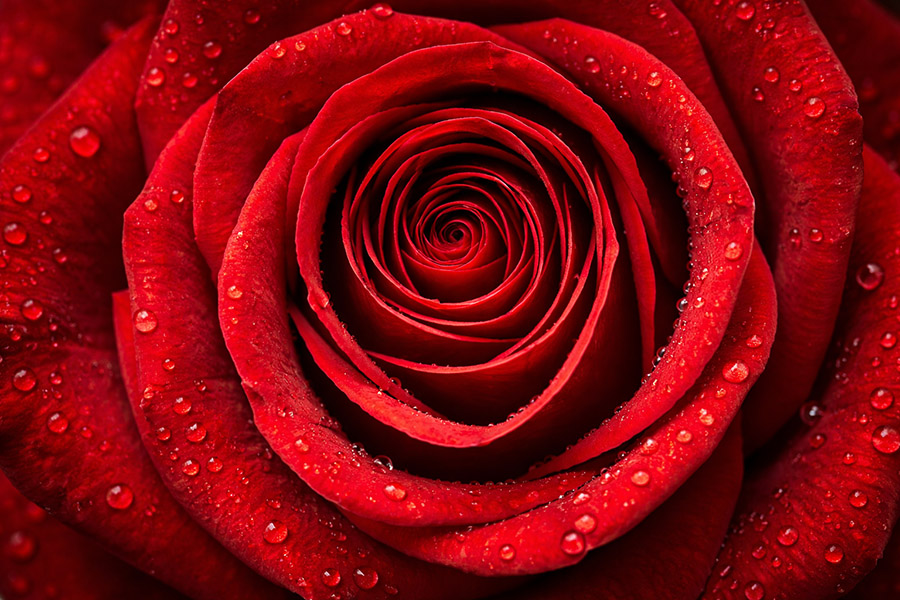 Makrobild av röd ros som klassiskt romantiskt kärlekskort