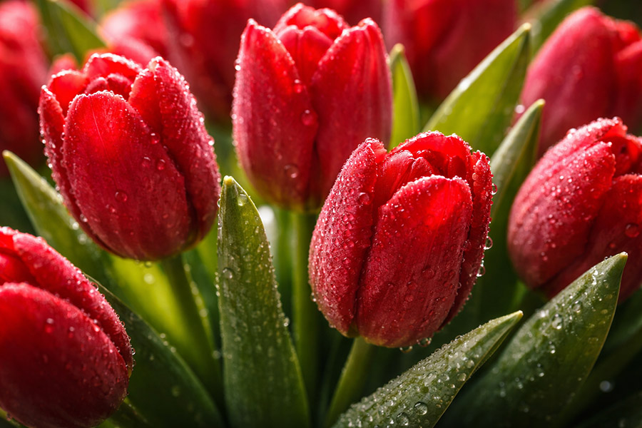 Röda tulpaner som digitalt kärlekskort från Läkare i Världen